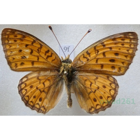 Argynnis niobe (Linnaeus, 1758) Dostojka niobe Kirgistan9f